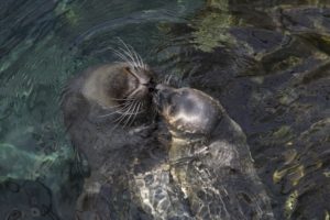 ACQUARIO 6 LUGLIO FOCHE-4581